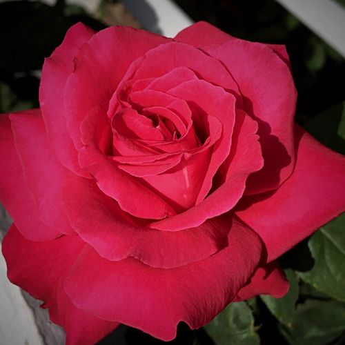 Vendita, rose rose ibridi di tea - rosso - Rosa Alec's Red™ - rosa intensamente profumata - Alexander M. (Alec) Cocker - ,-